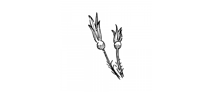 Herbier Magique